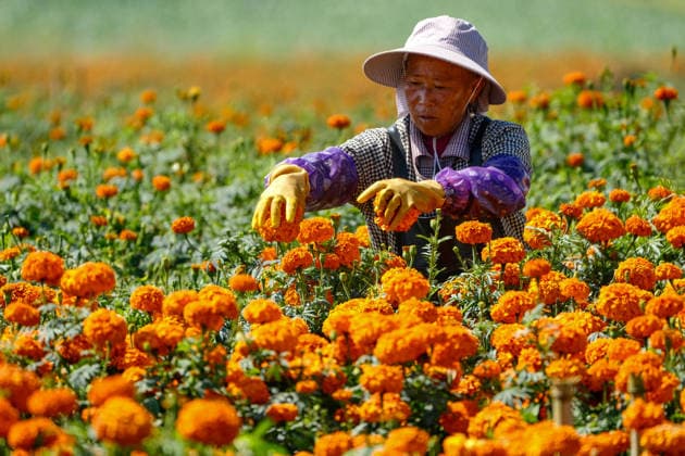 MENGZI, CHINA - AUGUST 13: A farmer harvests marigold flowers at fields during harvest season on August 13, 2026 in Mengzi, Honghe Hani and Yi Autonomous Prefecture, Yunnan Province of China.  Copyright: xVCGx 111659726746
