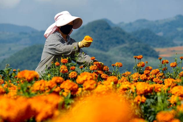 MENGZI, CHINA - AUGUST 13: A farmer harvests marigold flowers at fields during harvest season on August 13, 2026 in Mengzi, Honghe Hani and Yi Autonomous Prefecture, Yunnan Province of China.  Copyright: xVCGx 111659726752