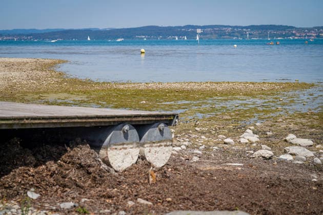 Bodensee, Schweiz: Niedrigwasser mit großflächig trockengefallenem Ufer, Kiesflächen, Algen und kaum noch schwimmendem Bootssteg. Niedrigwasser, niedriger Pegelstand, Seepegel, Trockenheit, Dürre, Wassermangel, Wasserknappheit, Niederschlagsdefizit, Hitze, Hitzewelle, Klimawandel, Klimaerwärmung, Wassertemperatur, Gewässer, Uferzone, Bodenseepegel, Schifffahrt, Segelboote, Tourismus, Symbolbild. *** Lake Constance, Switzerland: Low water levels with extensive stretches of exposed shoreline, gravel areas, algae, and a boat dock barely floating; low water levels, low water level, lake level, dry conditions, drought, water shortage, water scarcity, precipitation deficit, heat, heat wave, climate change, global warming, water temperat Copyright: xJOERANxSTEINSIEKx