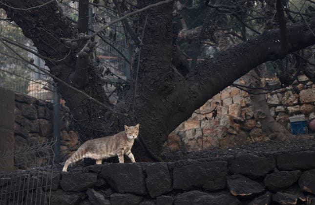Aftermath of Wildfire Near Omis The full extent of the damage of fire near Omis, Croatia on August 14, 2026 became visible with the arrival of daylight following a devastating wildfire that swept through the Omis area yesterday and overnight.  IvoxCagalj PIXSELL