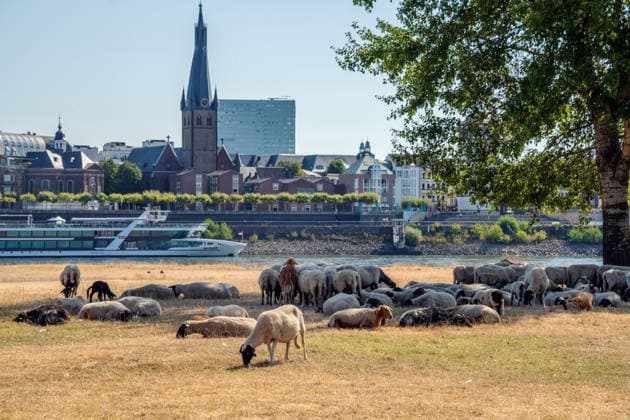 Schafherde sucht Schatten unter einem Baum, Gluthitze bis 36 Grad, Rheinwiesen sind nach wochenlanger Trockenheit braun und verdorrt, Uferbereiche sind trocken gefallen, Düsseldorf, 14. August 2026 Deutschland, Düsseldorf, 14. August 2026, Schafherde sucht Schatten unter einem Baum, Gluthitze bis 36 Grad, die Oberkasseler Rheinwiesen sind nach wochenlanger Trockenheit braun und verdorrt, Uferbereiche sind trocken gefallen, Freitagmittag, Rheinufer gegenüber der Düsseldorfer Altstadt mit Kirche St. Lambertus (links), durch die anhaltende Trockenheit ist der Pegelstand des Rheins auf ein extrem niedriges Niveau gefallen, die Schifffahrt ist eingeschränkt, zu wenig Regen, schönes Wetter, Hochsommer, Hitzewelle, Sommer, Nordrhein-Westfale