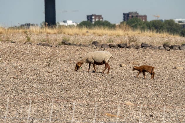 Schafe suchen am steinigen Rheinufer nach einzelnen Pflanzen, Gluthitze bis 36 Grad, Rheinwiesen sind nach wochenlanger Trockenheit braun und verdorrt, Uferbereiche sind trocken gefallen, Düsseldorf, 14. August 2026 Deutschland, Düsseldorf, 14. August 2026, Schafe suchen am steinigen Rheinufer nach einzelnen Pflanzen, auf dem Weg zu ihrer Herde, die Schatten unter einem Baum gefunden hat, Gluthitze bis 36 Grad, die Oberkasseler Rheinwiesen sind nach wochenlanger Trockenheit braun und verdorrt, Uferbereiche sind trocken gefallen, im Hintergrund Pfeiler der Oberkasseler Brücke, Coburger Fuchsschaf mit Jungtier, Freitagmittag um 12 Uhr, durch die anhaltende Trockenheit ist der Pegelstand des Rheins auf ein extrem niedriges Niveau gefallen,