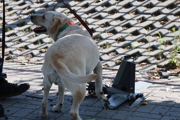 RUSSIA, ZAPOROZHYE REGION - AUGUST 14, 2026: A service dog of the Russian Investigative Committee at drone fragments at the scene of a Ukrainian attack involving Hornet drones in Melitopol. Alexander Polegenko TASS  96141670