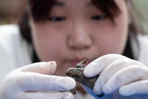 (260814) -- SINGAPORE, Aug. 14, 2026 -- A staff member measures a sea turtle before releasing it on Small Sister s Island in Singapore, Aug. 14, 2026. Singapore s National Parks Board (NParks) launched a sea turtle conservation program in 2016 and has since implemented a range of conservation measures. ) SINGAPORE-TURTLE-CONSERVATION ThenxChihxWey 