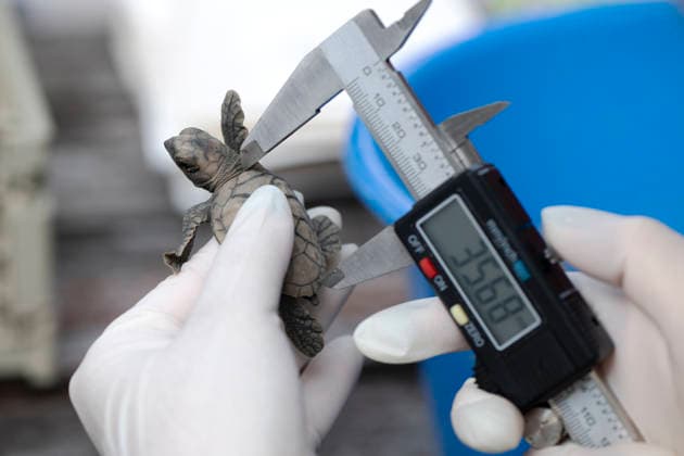 (260814) -- SINGAPORE, Aug. 14, 2026 -- A staff member measures a sea turtle before releasing it on Small Sister s Island in Singapore, Aug. 14, 2026. Singapore s National Parks Board (NParks) launched a sea turtle conservation program in 2016 and has since implemented a range of conservation measures. ) SINGAPORE-TURTLE-CONSERVATION ThenxChihxWey 