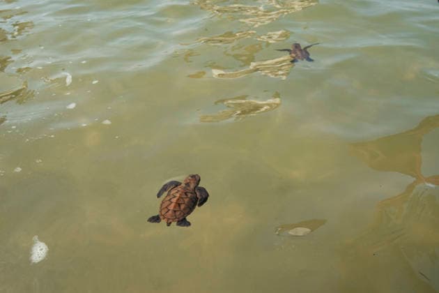 (260814) -- SINGAPORE, Aug. 14, 2026 -- Sea turtles swim toward the sea after being released on Small Sister s Island in Singapore, Aug. 14, 2026. Singapore s National Parks Board (NParks) launched a sea turtle conservation program in 2016 and has since implemented a range of conservation measures. ) SINGAPORE-TURTLE-CONSERVATION ThenxChihxWey 