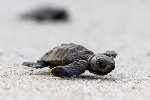 (260814) -- SINGAPORE, Aug. 14, 2026 -- A sea turtle crawls toward the sea after being released on Small Sister s Island in Singapore, Aug. 14, 2026. Singapore s National Parks Board (NParks) launched a sea turtle conservation program in 2016 and has since implemented a range of conservation measures. ) SINGAPORE-TURTLE-CONSERVATION ThenxChihxWey 
