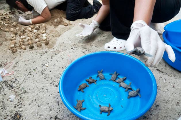 (260814) -- SINGAPORE, Aug. 14, 2026 -- Staff members take sea turtles out of a nest on Small Sister s Island in Singapore, Aug. 14, 2026. Singapore s National Parks Board (NParks) launched a sea turtle conservation program in 2016 and has since implemented a range of conservation measures. ) SINGAPORE-TURTLE-CONSERVATION ThenxChihxWey 