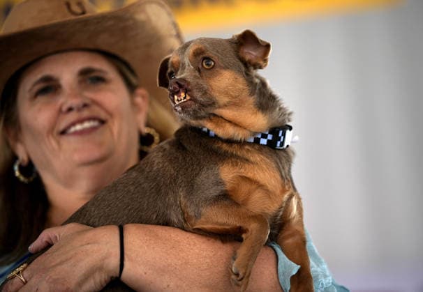 Winners of World s Ugliest Dog 2026 contest in California SONOMA COUNTY, CALIFORNIA - AUG 14: Dog named Otto won the third place of the 2026 World s Ugliest Dog contest as his owner Melinda Berry was awarded $2,000 on August 14, 2026 at Sonoma County Event Center in Santa Rosa, California, United States. Tayfun Coskun Anadolu California United States. Editorial use only. Please get in touch for any other usage.  Copyright: x2026xAnadoluxTayfunxCoskunx