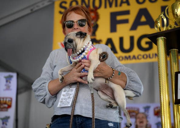 Winners of World s Ugliest Dog 2026 contest in California SONOMA COUNTY, CALIFORNIA - AUG 14: Dog named Jennie Leu was crowned as the winner of the 2026 World s Ugliest Dog contest with her owner Michelle Grady by her side and was awarded $5,000 on August 14, 2026 at Sonoma County Event Center in Santa Rosa, California, United States. Tayfun Coskun Anadolu California United States. Editorial use only. Please get in touch for any other usage.  Copyright: x2026xAnadoluxTayfunxCoskunx
