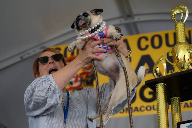 World s Ugliest Dog contest 2026 in California SONOMA COUNTY, CALIFORNIA - AUG 14: Dog named Jennie Leu was crowned as the winner of the 2026 World s Ugliest Dog contest with her owner Michelle Grady by her side and was awarded $5,000 on August 14, 2026 at Sonoma County Event Center in Santa Rosa, California, United States. Tayfun Coskun Anadolu California United States. Editorial use only. Please get in touch for any other usage.  Copyright: x2026xAnadoluxTayfunxCoskunx