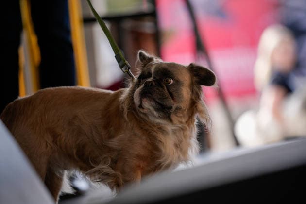 World s Ugliest Dog contest 2026 in California SONOMA COUNTY, CALIFORNIA - AUG 14: World s Ugliest Dog contest 2026 was held at Sonoma County Event Center in Santa Rosa, California, United States on August 14, 2026. Tayfun Coskun Anadolu California United States. Editorial use only. Please get in touch for any other usage.  Copyright: x2026xAnadoluxTayfunxCoskunx