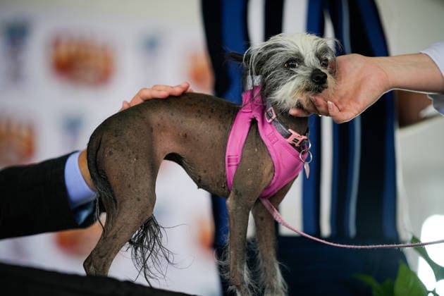 World s Ugliest Dog contest 2026 in California SONOMA COUNTY, CALIFORNIA - AUG 14: World s Ugliest Dog contest 2026 was held at Sonoma County Event Center in Santa Rosa, California, United States on August 14, 2026. Tayfun Coskun Anadolu California United States. Editorial use only. Please get in touch for any other usage.  Copyright: x2026xAnadoluxTayfunxCoskunx
