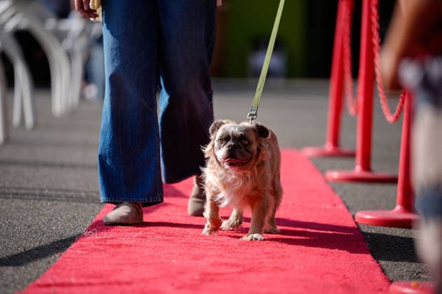 World s Ugliest Dog contest 2026 in California SONOMA COUNTY, CALIFORNIA - AUG 14: World s Ugliest Dog contest 2026 was held at Sonoma County Event Center in Santa Rosa, California, United States on August 14, 2026. Tayfun Coskun Anadolu California United States. Editorial use only. Please get in touch for any other usage.  Copyright: x2026xAnadoluxTayfunxCoskunx