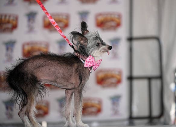 World s Ugliest Dog contest 2026 in California SONOMA COUNTY, CALIFORNIA - AUG 14: Dog named Klara competes during the World s Ugliest Dog contest 2026 at Sonoma County Event Center in Santa Rosa, California, United States on August 14, 2026. Tayfun Coskun Anadolu California United States. Editorial use only. Please get in touch for any other usage.  Copyright: x2026xAnadoluxTayfunxCoskunx