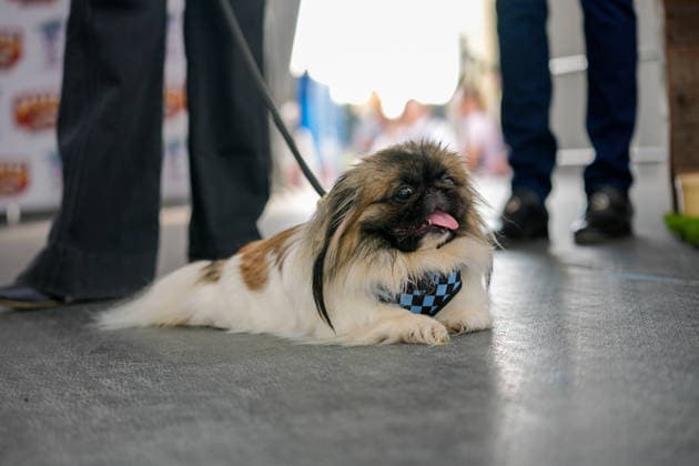 World s Ugliest Dog contest 2026 in California SONOMA COUNTY, CALIFORNIA - AUG 14: Dog named Zebuoodle competes during World s Ugliest Dog contest 2026 at Sonoma County Event Center in Santa Rosa, California, United States on August 14, 2026. Tayfun Coskun Anadolu California United States. Editorial use only. Please get in touch for any other usage.  Copyright: x2026xAnadoluxTayfunxCoskunx