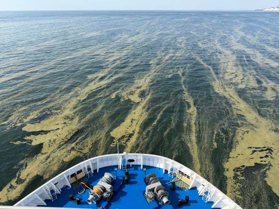 News Bilder des Tages Blaualgen in der Ostsee Rostock 15.08.2026 Blaualgen in der Ostsee vor Rostock Vom Blick von einem Fährschiff Rostock Ostsee Mecklenburg-Vorpommern Deutschland *** Blue-green algae in the Baltic Sea, Rostock, August 15, 2026 Blue-green algae in the Baltic Sea off Rostock View from a ferry Rostock, Baltic Sea, Mecklenburg-Western Pomerania, Germany