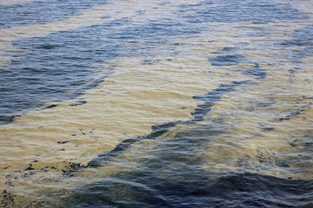 Blaualgen in der Ostsee Rostock 15.08.2026 Blaualgen in der Ostsee vor Rostock Rostock Ostsee Mecklenburg-Vorpommern Deutschland *** Blue-green algae in the Baltic Sea, Rostock, August 15, 2026 Blue-green algae in the Baltic Sea off Rostock, Rostock, Baltic Sea, Mecklenburg-Western Pomerania, Germany