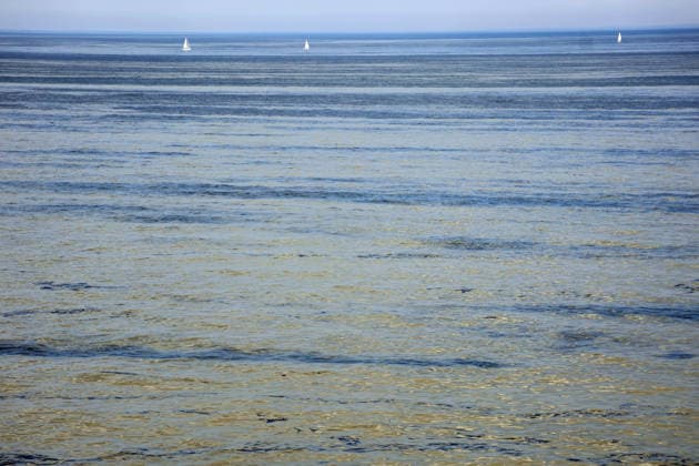 Blaualgen in der Ostsee Rostock 15.08.2026 Blaualgen in der Ostsee vor Rostock Im Hintergrund die dänische Küste Rostock Ostsee Mecklenburg-Vorpommern Deutschland *** Blue-green algae in the Baltic Sea, Rostock, August 15, 2026 Blue-green algae in the Baltic Sea off the coast of Rostock; the Danish coast in the background Rostock, Baltic Sea, Mecklenburg-Western Pomerania, Germany