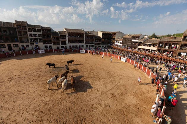 August 15, 2026, Penafiel, Valladolid, USA: Cabestros (older, trained steer) are let into the ring the lead the bulls during the Capea Suelta de Novillos at the Fiestas de Nuestra Senora y San Roque in Penafiel, Spain on Saturday, August 15, 2026. The event allows amateurs to spend time with the younger bulls in the ring before the commencement of the formal bullfights later in the day. The annual festival, taking place this year on August 14-18, includes traditional processions, bullfighting and lively celebrations. Penafiel USA - ZUMAg235 20260815_zap_g235_008 Copyright: xPaulxChristianxGordonx