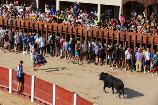 August 15, 2026, Penafiel, Valladolid, USA: Villagers coax the bull during the Capea Suelta de Novillos at the Fiestas de Nuestra Senora y San Roque in Penafiel, Spain on Saturday, August 15, 2026. The event allows amateurs to spend time with the younger bulls in the ring before the commencement of the formal bullfights later in the day. The annual festival, taking place this year on August 14-18, includes traditional processions, bullfighting and lively celebrations. Penafiel USA - ZUMAg235 20260815_zap_g235_010 Copyright: xPaulxChristianxGordonx