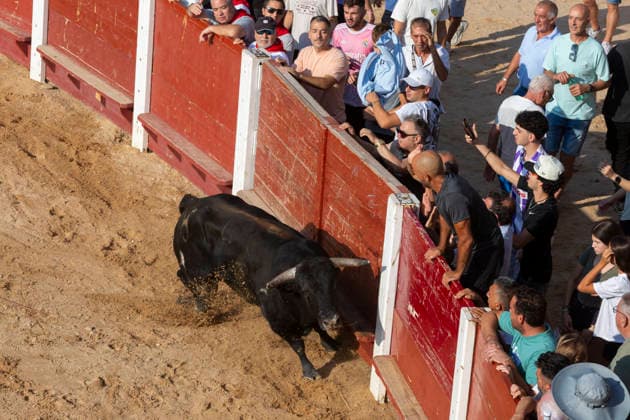 August 15, 2026, Penafiel, Valladolid, USA: A bull charges in the ring during the Capea Suelta de Novillos at the Fiestas de Nuestra Senora y San Roque in Penafiel, Spain on Saturday, August 15, 2026. The event allows amateurs to spend time with the younger bulls in the ring before the commencement of the formal bullfights later in the day. The annual festival, taking place this year on August 14-18, includes traditional processions, bullfighting and lively celebrations. Penafiel USA - ZUMAg235 20260815_zap_g235_011 Copyright: xPaulxChristianxGordonx