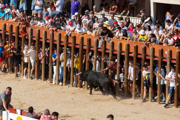 August 15, 2026, Penafiel, Valladolid, USA: Villagers coax the bull during the Capea Suelta de Novillos at the Fiestas de Nuestra Senora y San Roque in Penafiel, Spain on Saturday, August 15, 2026. The event allows amateurs to spend time with the younger bulls in the ring before the commencement of the formal bullfights later in the day. The annual festival, taking place this year on August 14-18, includes traditional processions, bullfighting and lively celebrations. Penafiel USA - ZUMAg235 20260815_zap_g235_018 Copyright: xPaulxChristianxGordonx