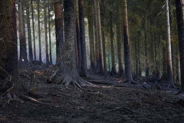 Loescharbeiten der Feuerwehr beim Waldbrand in Huertenwald Verbrannte Waldflaeche und schwarze Baumstaemme nach dem Waldbrand in Huertgenwald Huertgenwald NRW Deutschland *** Firefighters battling a wildfire in Huertenwald Burned forest area and blackened tree trunks after the wildfire in Huertgenwald, Huertgenwald, North Rhine-Westphalia, Germany