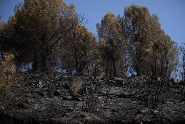 The Niebla Fire Leaves a Devastating Landscape in Berrocal, Huelva The Niebla Fire Leaves a Devastating Landscape in Berrocal, Huelva August 15, 2026, in Berrocal, Huelva, Andalusia, Spain The fire in Niebla, Huelva—which has burned more than 38,000 hectares after raging for over a week— has hit the municipality of Berrocal hard, where the flames have ravaged more than 90% of its municipal territory, leaving a desolate landscape of charcoal and ashes. August 15, 2026, Berrocal, Huelva, Andalusia, Sp Berrocal, Huelva, Andalusia, Sp Spain  Copyright: xClaraxCarrascox 7715620