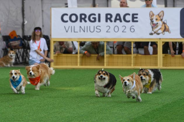 Corgi Race in Vilnius VILNIUS, LITHUANIA - AUGUST 15: Corgis and their owners gather at Vingis Park in Vilnius, Lithuania, on August 15, 2026, during the fifth annual Corgi Race Vilnius. Around 130 corgis from eight countries across Europe and the United States took part in the fifth annual Corgi Race Vilnius on Saturday, drawing thousands of spectators to Vingis Park as the Lithuanian capital again billed itself the European Corgi Capital . The event, which began during the pandemic as a friendly bet between two owners, now features sprint heats, a costume parade, a loudest-bark contest and new agility and run-return races. U.S. owners took first and second place in the main race, highlighting the growing international appeal of the fes  Copyright: x2026xAnadoluxYauhenxYerchakx
