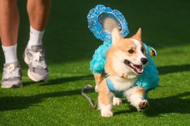 Corgi Race in Vilnius VILNIUS, LITHUANIA - AUGUST 15: Corgis and their owners gather at Vingis Park in Vilnius, Lithuania, on August 15, 2026, during the fifth annual Corgi Race Vilnius. Around 130 corgis from eight countries across Europe and the United States took part in the fifth annual Corgi Race Vilnius on Saturday, drawing thousands of spectators to Vingis Park as the Lithuanian capital again billed itself the European Corgi Capital . The event, which began during the pandemic as a friendly bet between two owners, now features sprint heats, a costume parade, a loudest-bark contest and new agility and run-return races. U.S. owners took first and second place in the main race, highlighting the growing international appeal of the fes  Copyright: x2026xAnadoluxYauhenxYerchakx