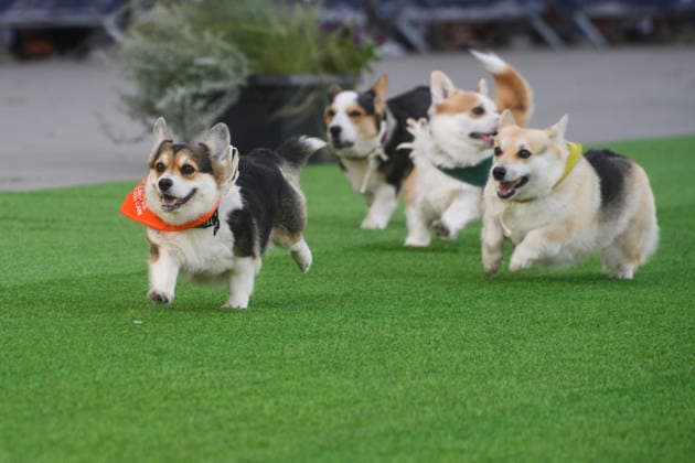 Corgi Race in Vilnius VILNIUS, LITHUANIA - AUGUST 15: Corgis and their owners gather at Vingis Park in Vilnius, Lithuania, on August 15, 2026, during the fifth annual Corgi Race Vilnius. Around 130 corgis from eight countries across Europe and the United States took part in the fifth annual Corgi Race Vilnius on Saturday, drawing thousands of spectators to Vingis Park as the Lithuanian capital again billed itself the European Corgi Capital . The event, which began during the pandemic as a friendly bet between two owners, now features sprint heats, a costume parade, a loudest-bark contest and new agility and run-return races. U.S. owners took first and second place in the main race, highlighting the growing international appeal of the fes  Copyright: x2026xAnadoluxYauhenxYerchakx