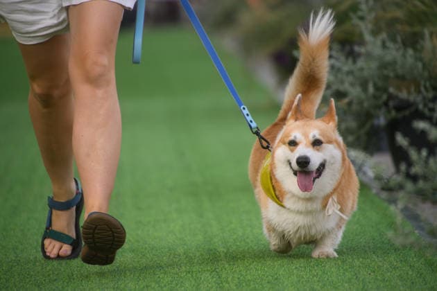 Corgi Race in Vilnius VILNIUS, LITHUANIA - AUGUST 15: Corgis and their owners gather at Vingis Park in Vilnius, Lithuania, on August 15, 2026, during the fifth annual Corgi Race Vilnius. Around 130 corgis from eight countries across Europe and the United States took part in the fifth annual Corgi Race Vilnius on Saturday, drawing thousands of spectators to Vingis Park as the Lithuanian capital again billed itself the European Corgi Capital . The event, which began during the pandemic as a friendly bet between two owners, now features sprint heats, a costume parade, a loudest-bark contest and new agility and run-return races. U.S. owners took first and second place in the main race, highlighting the growing international appeal of the fes  Copyright: x2026xAnadoluxYauhenxYerchakx