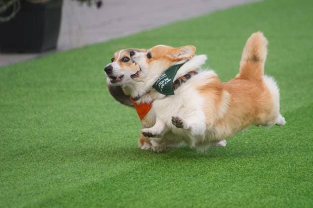 Corgi Race in Vilnius VILNIUS, LITHUANIA - AUGUST 15: Corgis and their owners gather at Vingis Park in Vilnius, Lithuania, on August 15, 2026, during the fifth annual Corgi Race Vilnius. Around 130 corgis from eight countries across Europe and the United States took part in the fifth annual Corgi Race Vilnius on Saturday, drawing thousands of spectators to Vingis Park as the Lithuanian capital again billed itself the European Corgi Capital . The event, which began during the pandemic as a friendly bet between two owners, now features sprint heats, a costume parade, a loudest-bark contest and new agility and run-return races. U.S. owners took first and second place in the main race, highlighting the growing international appeal of the fes  Copyright: x2026xAnadoluxYauhenxYerchakx