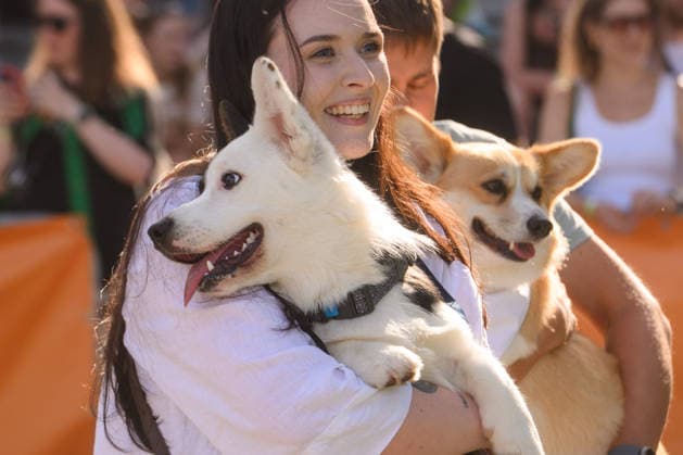 Corgi Race in Vilnius VILNIUS, LITHUANIA - AUGUST 15: Corgis and their owners gather at Vingis Park in Vilnius, Lithuania, on August 15, 2026, during the fifth annual Corgi Race Vilnius. Around 130 corgis from eight countries across Europe and the United States took part in the fifth annual Corgi Race Vilnius on Saturday, drawing thousands of spectators to Vingis Park as the Lithuanian capital again billed itself the European Corgi Capital . The event, which began during the pandemic as a friendly bet between two owners, now features sprint heats, a costume parade, a loudest-bark contest and new agility and run-return races. U.S. owners took first and second place in the main race, highlighting the growing international appeal of the fes  Copyright: x2026xAnadoluxYauhenxYerchakx