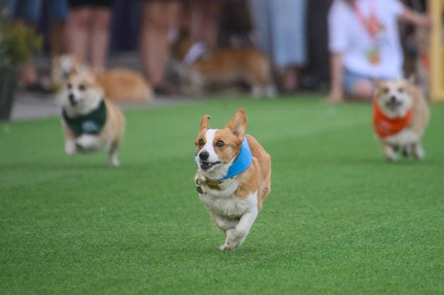 Corgi Race in Vilnius VILNIUS, LITHUANIA - AUGUST 15: Corgis and their owners gather at Vingis Park in Vilnius, Lithuania, on August 15, 2026, during the fifth annual Corgi Race Vilnius. Around 130 corgis from eight countries across Europe and the United States took part in the fifth annual Corgi Race Vilnius on Saturday, drawing thousands of spectators to Vingis Park as the Lithuanian capital again billed itself the European Corgi Capital . The event, which began during the pandemic as a friendly bet between two owners, now features sprint heats, a costume parade, a loudest-bark contest and new agility and run-return races. U.S. owners took first and second place in the main race, highlighting the growing international appeal of the fes  Copyright: x2026xAnadoluxYauhenxYerchakx