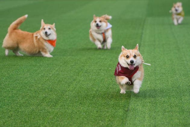 Corgi Race in Vilnius VILNIUS, LITHUANIA - AUGUST 15: Corgis and their owners gather at Vingis Park in Vilnius, Lithuania, on August 15, 2026, during the fifth annual Corgi Race Vilnius. Around 130 corgis from eight countries across Europe and the United States took part in the fifth annual Corgi Race Vilnius on Saturday, drawing thousands of spectators to Vingis Park as the Lithuanian capital again billed itself the European Corgi Capital . The event, which began during the pandemic as a friendly bet between two owners, now features sprint heats, a costume parade, a loudest-bark contest and new agility and run-return races. U.S. owners took first and second place in the main race, highlighting the growing international appeal of the fes  Copyright: x2026xAnadoluxYauhenxYerchakx