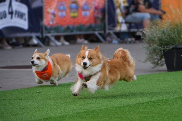 Corgi Race in Vilnius VILNIUS, LITHUANIA - AUGUST 15: Corgis and their owners gather at Vingis Park in Vilnius, Lithuania, on August 15, 2026, during the fifth annual Corgi Race Vilnius. Around 130 corgis from eight countries across Europe and the United States took part in the fifth annual Corgi Race Vilnius on Saturday, drawing thousands of spectators to Vingis Park as the Lithuanian capital again billed itself the European Corgi Capital . The event, which began during the pandemic as a friendly bet between two owners, now features sprint heats, a costume parade, a loudest-bark contest and new agility and run-return races. U.S. owners took first and second place in the main race, highlighting the growing international appeal of the fes  Copyright: x2026xAnadoluxYauhenxYerchakx