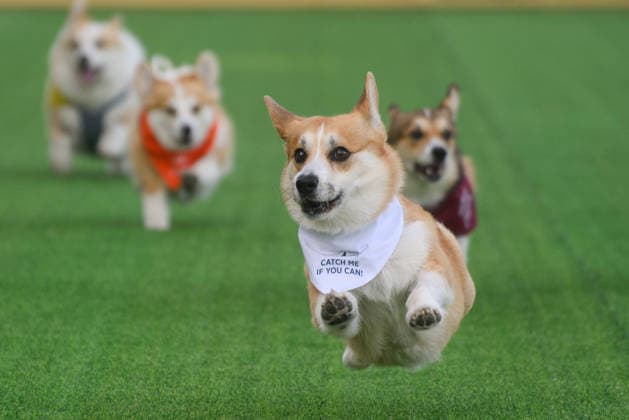 Corgi Race in Vilnius VILNIUS, LITHUANIA - AUGUST 15: Corgis and their owners gather at Vingis Park in Vilnius, Lithuania, on August 15, 2026, during the fifth annual Corgi Race Vilnius. Around 130 corgis from eight countries across Europe and the United States took part in the fifth annual Corgi Race Vilnius on Saturday, drawing thousands of spectators to Vingis Park as the Lithuanian capital again billed itself the European Corgi Capital . The event, which began during the pandemic as a friendly bet between two owners, now features sprint heats, a costume parade, a loudest-bark contest and new agility and run-return races. U.S. owners took first and second place in the main race, highlighting the growing international appeal of the fes  Copyright: x2026xAnadoluxYauhenxYerchakx