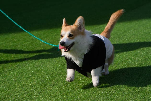 Corgi Race in Vilnius VILNIUS, LITHUANIA - AUGUST 15: Corgis and their owners gather at Vingis Park in Vilnius, Lithuania, on August 15, 2026, during the fifth annual Corgi Race Vilnius. Around 130 corgis from eight countries across Europe and the United States took part in the fifth annual Corgi Race Vilnius on Saturday, drawing thousands of spectators to Vingis Park as the Lithuanian capital again billed itself the European Corgi Capital . The event, which began during the pandemic as a friendly bet between two owners, now features sprint heats, a costume parade, a loudest-bark contest and new agility and run-return races. U.S. owners took first and second place in the main race, highlighting the growing international appeal of the fes  Copyright: x2026xAnadoluxYauhenxYerchakx