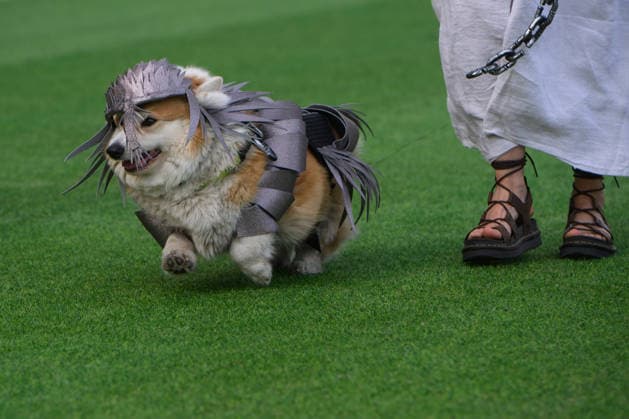 Entertainment Bilder des Tages Corgi Race in Vilnius VILNIUS, LITHUANIA - AUGUST 15: Corgis and their owners gather at Vingis Park in Vilnius, Lithuania, on August 15, 2026, during the fifth annual Corgi Race Vilnius. Around 130 corgis from eight countries across Europe and the United States took part in the fifth annual Corgi Race Vilnius on Saturday, drawing thousands of spectators to Vingis Park as the Lithuanian capital again billed itself the European Corgi Capital . The event, which began during the pandemic as a friendly bet between two owners, now features sprint heats, a costume parade, a loudest-bark contest and new agility and run-return races. U.S. owners took first and second place in the main race, highlighting the growing international appeal of the fes  Copyright: x2026xAnadoluxYauhenxYerchakx