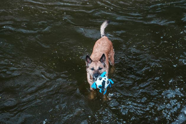 Heatwave in France s Nancy NANCY, FRANCE - AUGUST 15: A dog swims to cool off during heatwave in Nancy, France on August 15, 2026. Muhammed Said Tako Anadolu Nancy France. Editorial use only. Please get in touch for any other usage.  Copyright: x2026xAnadoluxMuhammedxSaidxTakox
