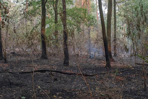 Glutnester am Boden im Wald von Huertgewald (Hürtgenwald) im Kreis Dueren (Düren) (Foto vom 15.08.2026). Der Grossbrand in der Gemeinde in Huertgenwald hat sich in der Nacht zu Samstag nicht weiter ausgebreitet. 1.400 Einsatzkraefte sind im Einsatz. Der Brand war am Donnerstagabend in der Eifelgemeinde ausgebrochen und hatte sich am Freitag auf etwa 300 Hektar ausgebreitet, eine Flaeche fast so gross wie der Central Park in New York. Es ist der groesste jemals dokumentierte Waldbrand in Nordrhein-Westfalen. (Siehe epd-Bericht vom 15.08.2026) EDITORIAL USE ONLY *** Pockets of embers on the forest floor in Huertgenwald, in the district of Düren. Photo taken on August 15, 2026. The major fire in the municipality of Huertgenwald did not sprea Copyright: epd-bild GuidoxSchiefer 20260815-DSCF1842