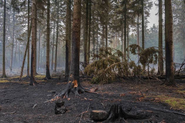 Ausgebrannter Wald von Huertgewald (Hürtgenwald) im Kreis Dueren (Düren) (Foto vom 15.08.2026). Der Grossbrand in der Gemeinde in Huertgenwald hat sich in der Nacht zu Samstag nicht weiter ausgebreitet. 1.400 Einsatzkraefte sind im Einsatz. Der Brand war am Donnerstagabend in der Eifelgemeinde ausgebrochen und hatte sich am Freitag auf etwa 300 Hektar ausgebreitet, eine Flaeche fast so gross wie der Central Park in New York. Es ist der groesste jemals dokumentierte Waldbrand in Nordrhein-Westfalen. (Siehe epd-Bericht vom 15.08.2026) EDITORIAL USE ONLY *** Burned-out forest in Hürtgenwald, Düren District. Photo taken on August 15, 2026. The major fire in the municipality of Hürtgenwald did not spread further overnight into Saturday. 1,400 Copyright: epd-bild GuidoxSchiefer 20260815-DSCF1890