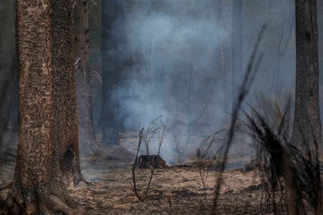 Glutnester am Boden im Wald von Huertgewald (Hürtgenwald) im Kreis Dueren (Düren) (Foto vom 15.08.2026). Der Grossbrand in der Gemeinde in Huertgenwald hat sich in der Nacht zu Samstag nicht weiter ausgebreitet. 1.400 Einsatzkraefte sind im Einsatz. Der Brand war am Donnerstagabend in der Eifelgemeinde ausgebrochen und hatte sich am Freitag auf etwa 300 Hektar ausgebreitet, eine Flaeche fast so gross wie der Central Park in New York. Es ist der groesste jemals dokumentierte Waldbrand in Nordrhein-Westfalen. (Siehe epd-Bericht vom 15.08.2026) EDITORIAL USE ONLY *** Pockets of embers on the forest floor in Huertgenwald, in the district of Düren. Photo taken on August 15, 2026. The major fire in the municipality of Huertgenwald did not sprea Copyright: epd-bild GuidoxSchiefer epd-Grossbrand_Huertgenwald16-kopieren