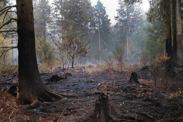Glutnester am Boden im Wald von Huertgewald (Hürtgenwald) im Kreis Dueren (Düren) (Foto vom 15.08.2026). Der Grossbrand in der Gemeinde in Huertgenwald hat sich in der Nacht zu Samstag nicht weiter ausgebreitet. 1.400 Einsatzkraefte sind im Einsatz. Der Brand war am Donnerstagabend in der Eifelgemeinde ausgebrochen und hatte sich am Freitag auf etwa 300 Hektar ausgebreitet, eine Flaeche fast so gross wie der Central Park in New York. Es ist der groesste jemals dokumentierte Waldbrand in Nordrhein-Westfalen. (Siehe epd-Bericht vom 15.08.2026) EDITORIAL USE ONLY *** Pockets of embers on the forest floor in Huertgenwald, in the district of Düren. Photo taken on August 15, 2026. The major fire in the municipality of Huertgenwald did not sprea Copyright: epd-bild GuidoxSchiefer 20260815-DSCF1888