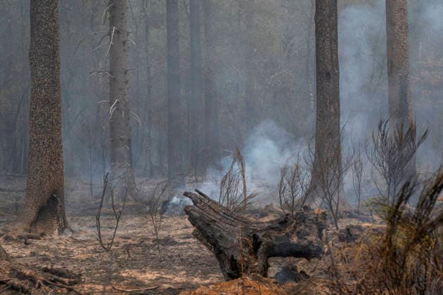 Glutnester am Boden im Wald von Huertgewald (Hürtgenwald) im Kreis Dueren (Düren) (Foto vom 15.08.2026). Der Grossbrand in der Gemeinde in Huertgenwald hat sich in der Nacht zu Samstag nicht weiter ausgebreitet. 1.400 Einsatzkraefte sind im Einsatz. Der Brand war am Donnerstagabend in der Eifelgemeinde ausgebrochen und hatte sich am Freitag auf etwa 300 Hektar ausgebreitet, eine Flaeche fast so gross wie der Central Park in New York. Es ist der groesste jemals dokumentierte Waldbrand in Nordrhein-Westfalen. (Siehe epd-Bericht vom 15.08.2026) EDITORIAL USE ONLY *** Pockets of embers on the forest floor in Huertgenwald, in the district of Düren. Photo taken on August 15, 2026. The major fire in the municipality of Huertgenwald did not sprea Copyright: epd-bild GuidoxSchiefer 20260815-DSCF1912