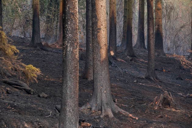 Ausgebrannter Wald von Huertgewald (Hürtgenwald) im Kreis Dueren (Düren) (Foto vom 15.08.2026). Der Grossbrand in der Gemeinde in Huertgenwald hat sich in der Nacht zu Samstag nicht weiter ausgebreitet. 1.400 Einsatzkraefte sind im Einsatz. Der Brand war am Donnerstagabend in der Eifelgemeinde ausgebrochen und hatte sich am Freitag auf etwa 300 Hektar ausgebreitet, eine Flaeche fast so gross wie der Central Park in New York. Es ist der groesste jemals dokumentierte Waldbrand in Nordrhein-Westfalen. (Siehe epd-Bericht vom 15.08.2026) EDITORIAL USE ONLY *** Burned-out forest in Hürtgenwald, Düren District. Photo taken on August 15, 2026. The major fire in the municipality of Hürtgenwald did not spread further overnight into Saturday. 1,400 Copyright: epd-bild GuidoxSchiefer epd-Grossbrand_Huertgenwald4-kopieren