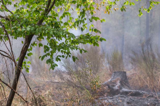 Glutnester am Boden im Wald von Huertgewald (Hürtgenwald) im Kreis Dueren (Düren) (Foto vom 15.08.2026). Der Grossbrand in der Gemeinde in Huertgenwald hat sich in der Nacht zu Samstag nicht weiter ausgebreitet. 1.400 Einsatzkraefte sind im Einsatz. Der Brand war am Donnerstagabend in der Eifelgemeinde ausgebrochen und hatte sich am Freitag auf etwa 300 Hektar ausgebreitet, eine Flaeche fast so gross wie der Central Park in New York. Es ist der groesste jemals dokumentierte Waldbrand in Nordrhein-Westfalen. (Siehe epd-Bericht vom 15.08.2026) EDITORIAL USE ONLY *** Pockets of embers on the forest floor in Huertgenwald, Hürtgenwald, in the district of Düren. Photo taken on August 15, 2026. The major fire in the municipality of Huertgenwald Copyright: epd-bild GuidoxSchiefer 260815_Waldbrand_H__rtgenwald_48