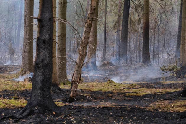Glutnester am Boden im Wald von Huertgewald (Hürtgenwald) im Kreis Dueren (Düren) (Foto vom 15.08.2026). Der Grossbrand in der Gemeinde in Huertgenwald hat sich in der Nacht zu Samstag nicht weiter ausgebreitet. 1.400 Einsatzkraefte sind im Einsatz. Der Brand war am Donnerstagabend in der Eifelgemeinde ausgebrochen und hatte sich am Freitag auf etwa 300 Hektar ausgebreitet, eine Flaeche fast so gross wie der Central Park in New York. Es ist der groesste jemals dokumentierte Waldbrand in Nordrhein-Westfalen. (Siehe epd-Bericht vom 15.08.2026) EDITORIAL USE ONLY *** Pockets of embers on the forest floor in Huertgenwald, Hürtgenwald, in the district of Düren. Photo taken on August 15, 2026. The major fire in the municipality of Huertgenwald Copyright: epd-bild GuidoxSchiefer 260815_Waldbrand_H__rtgenwald_49